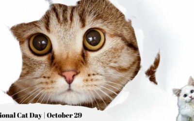 Celebrating with your Feline on this Special Day, #NationalCatDay