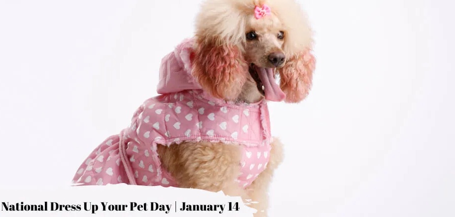 Special Day for You and Your Pet and Show Off Their Fashion Style