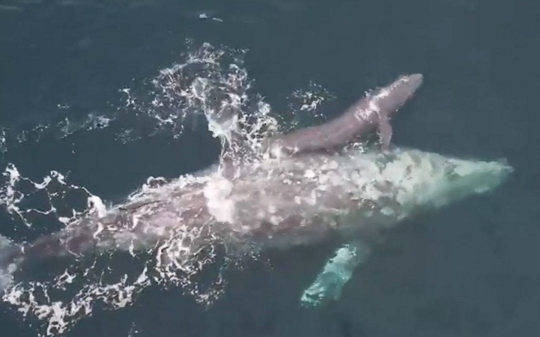 Whale Shows-Off Newborn Calf to Stunned Whale Watchers in California Who Saw the Birth