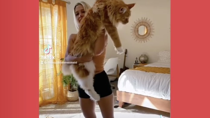 ‘Gentle Giant’ Cat Has Gotten So Big He Now Measures Over 4-Feet and Gets Mistaken for Dog