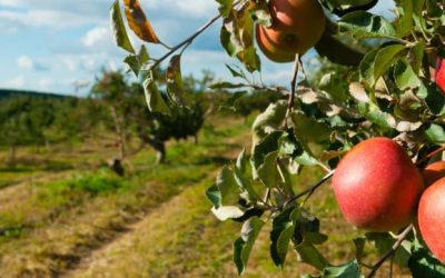 The Kindly Legend on Teaching and Labored to Bring the Shade of Fruit Trees across the U.S…Johnny Appleseed started in Ohio