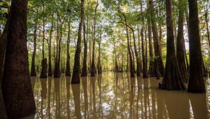 Unprecedented Gift Preserves 8,000 Acres of ‘The Land Between the Rivers’ in Alabama: ‘America’s Amazon’
