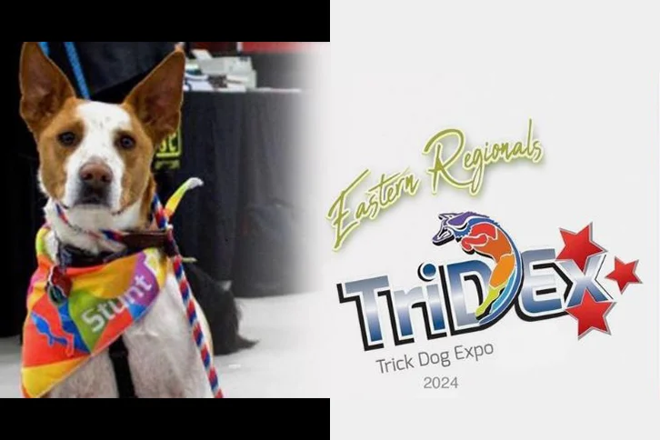 Eastern-Regional-Tridex-Trick-Dog-Expo-aPv41t.tmp_
