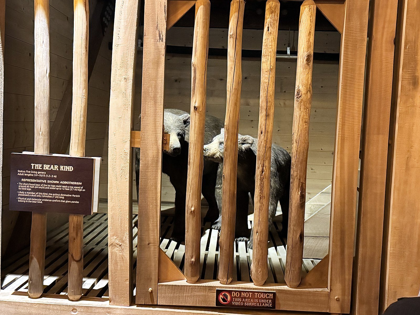 Model bears in a wooden pen with an information sign inside the Ark Encounter