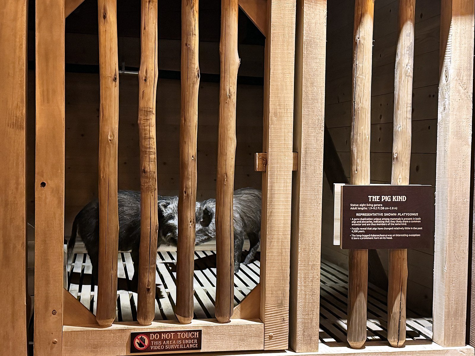 Model pigs in a wooden pen with an information sign inside the Ark Encounter
